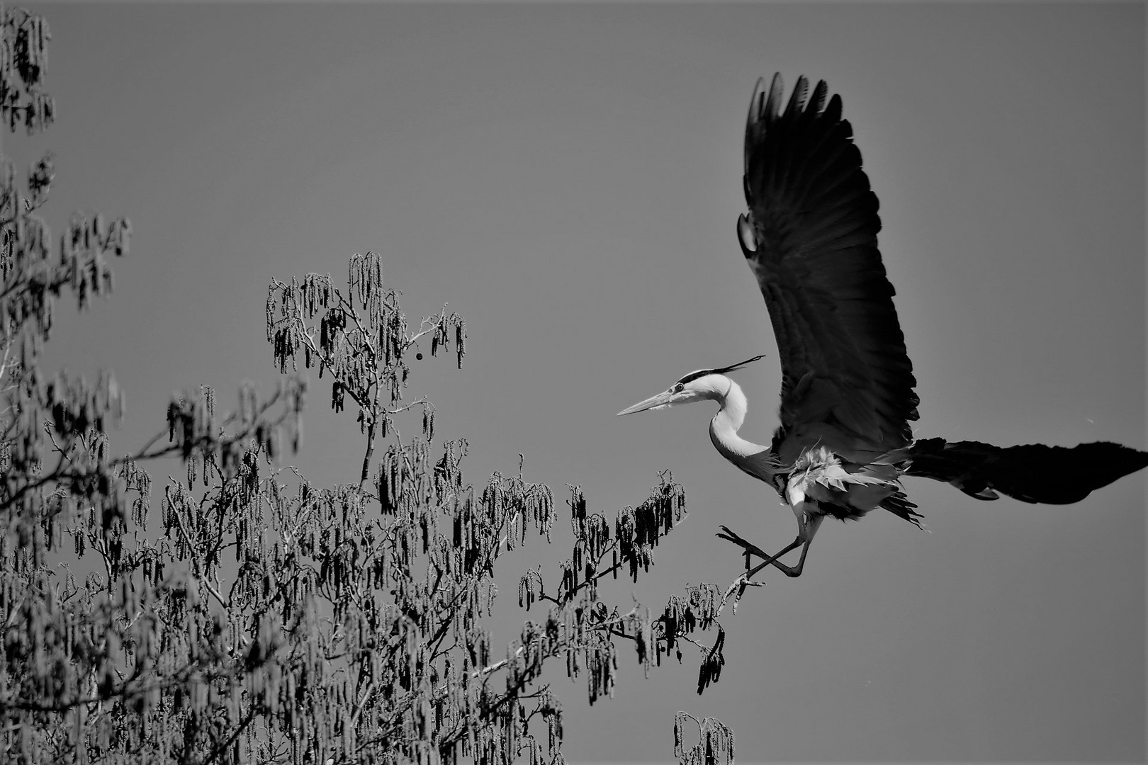 Graureiher im Anflug