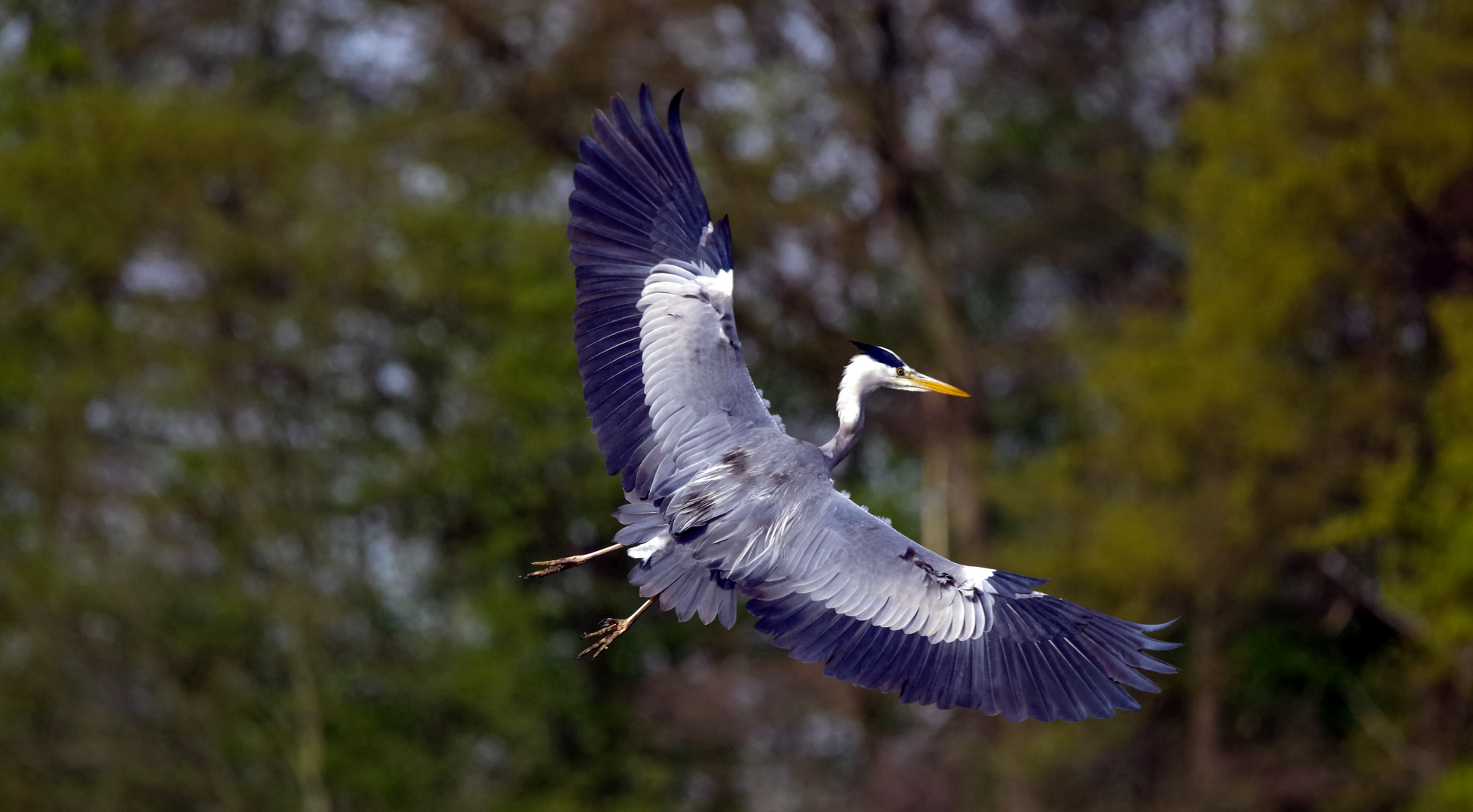 Graureiher im Anflug