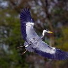 Graureiher im Anflug