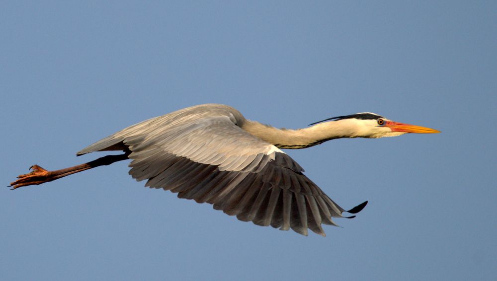 Graureiher im Anflug