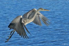 Graureiher im Anflug