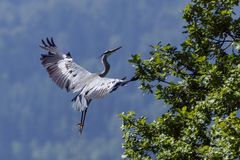 Graureiher im Anflug