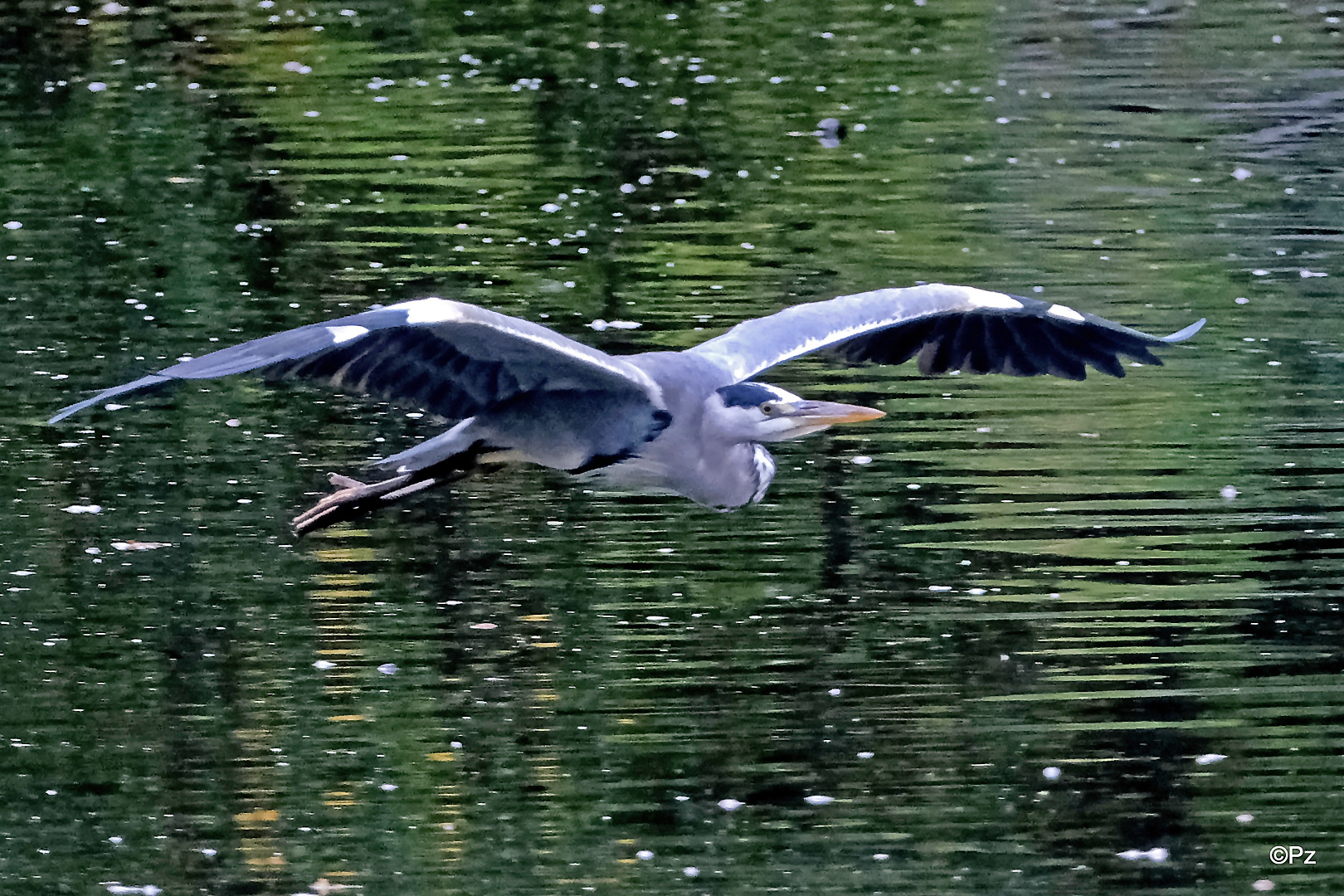 Graureiher im Anflug ...