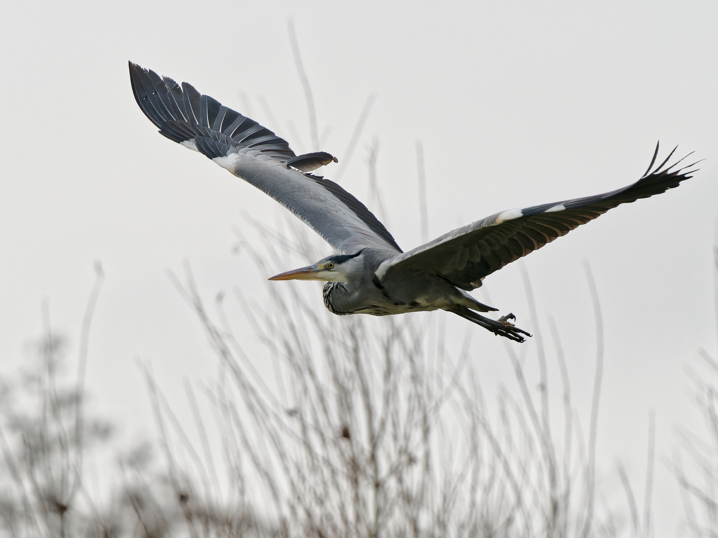 Graureiher im Anflug II