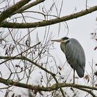 Graureiher im Ansitz auf einem Ast