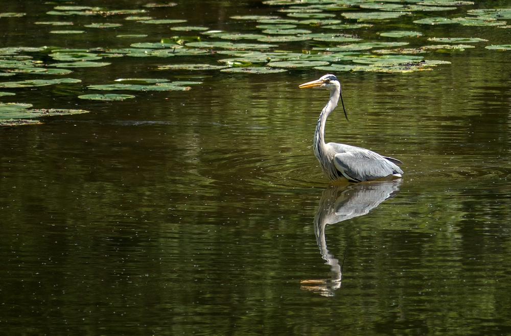 Graureiher im Aprather Mühlenteich