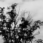 Graureiher im Baum