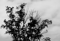 Graureiher im Baum