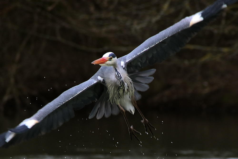 Graureiher im "Diagonal-Flug"