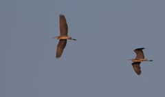 Graureiher im Doppelflug am Abend