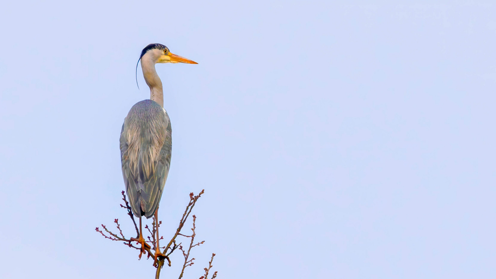 Graureiher im ersten Licht / Grey heron in first light