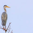 Graureiher im ersten Licht / Grey heron in first light