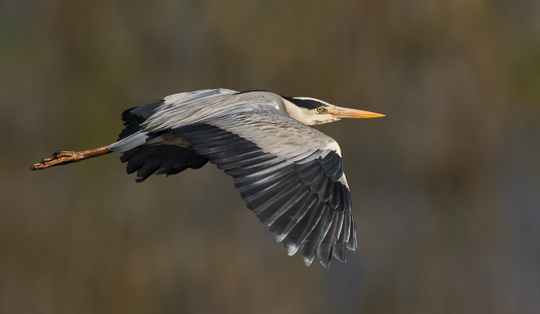 Graureiher im Flug 001a