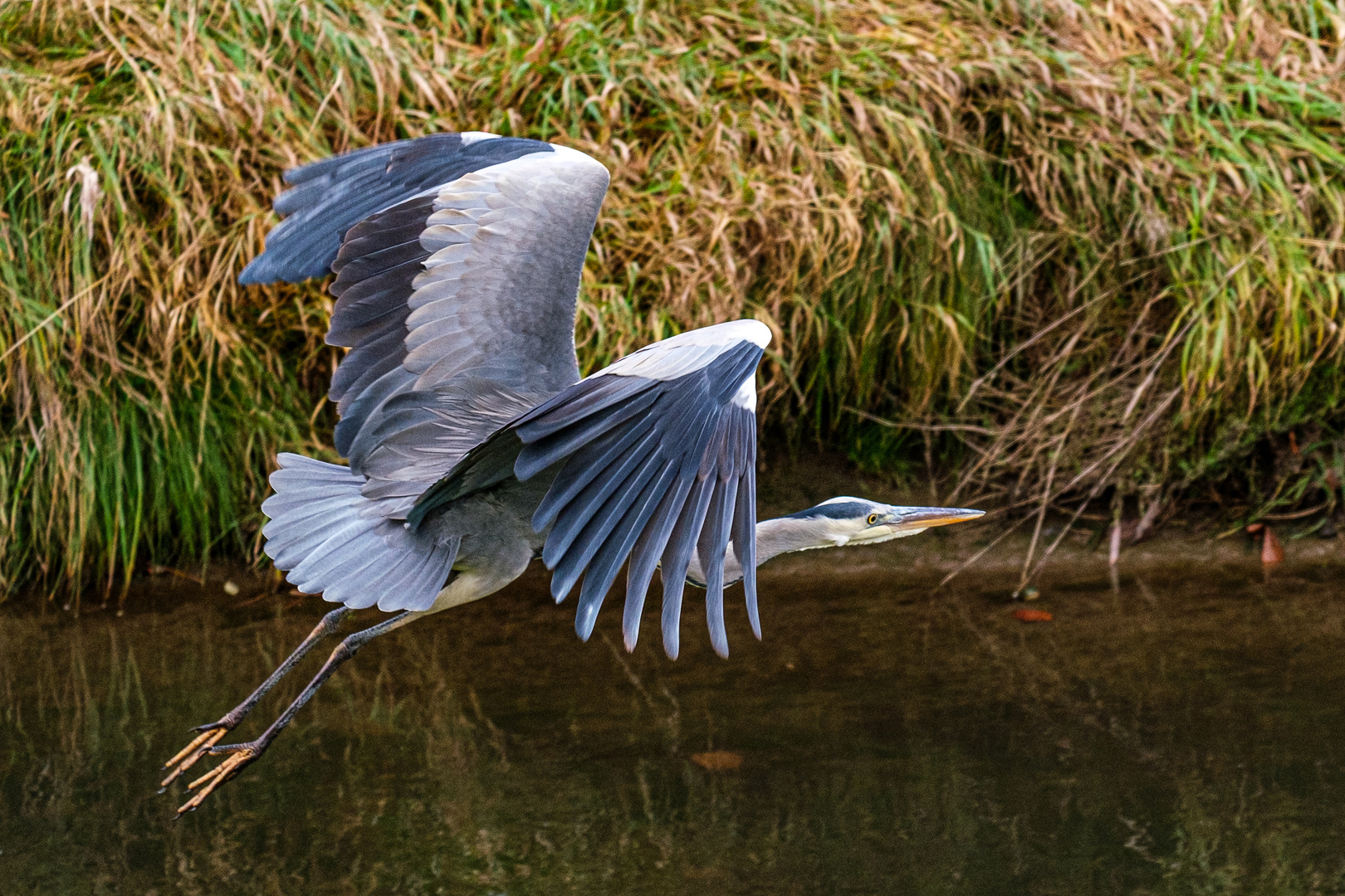 Graureiher im Flug