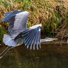 Graureiher im Flug