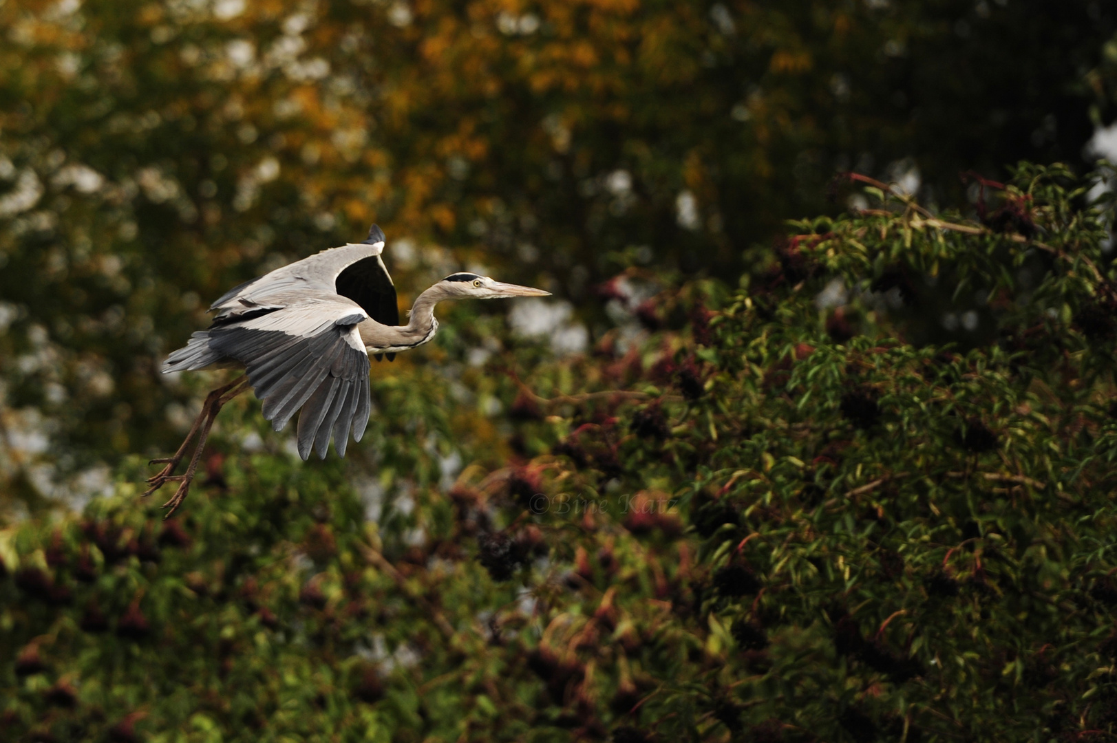 Graureiher im Flug