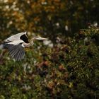 Graureiher im Flug