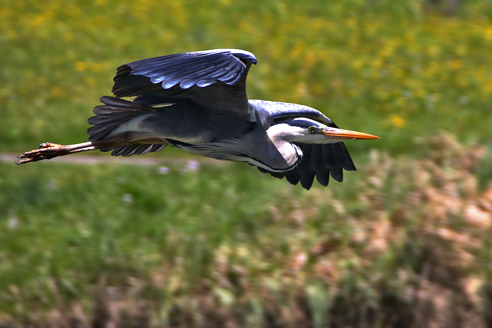 Graureiher im Flug