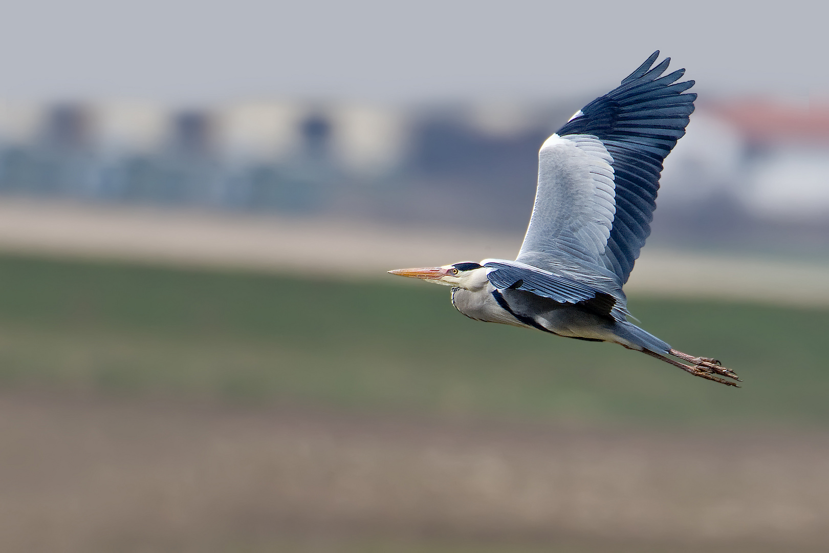 Graureiher im Flug 1/10