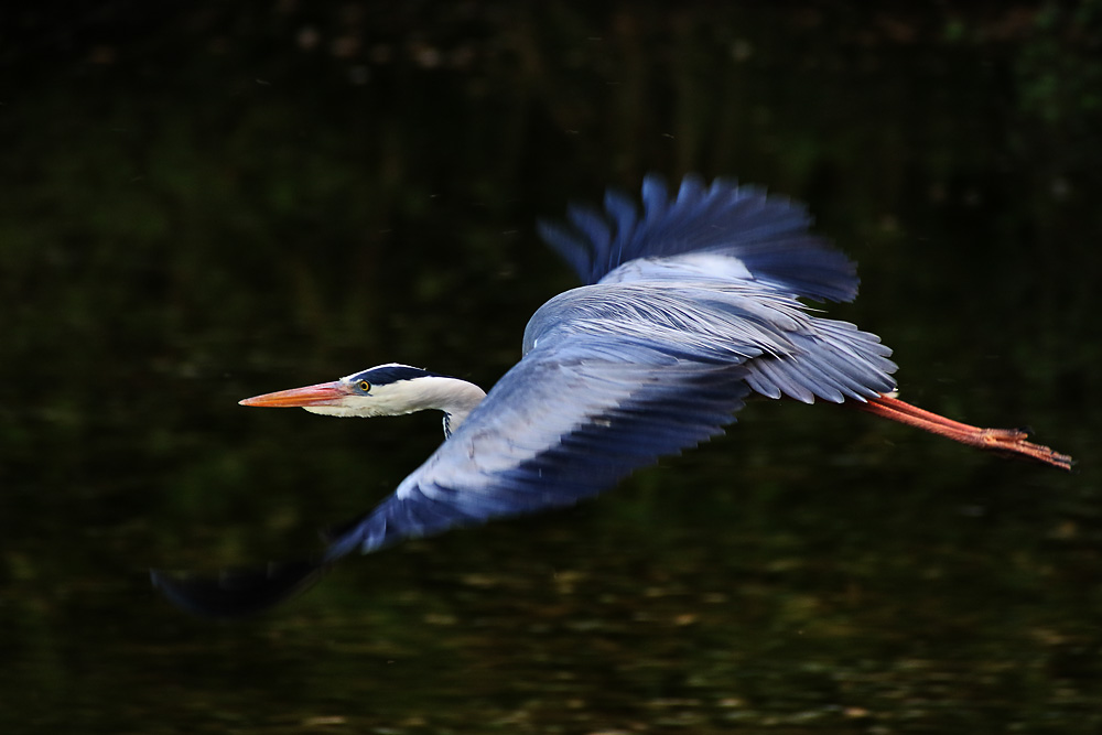 Graureiher im Flug