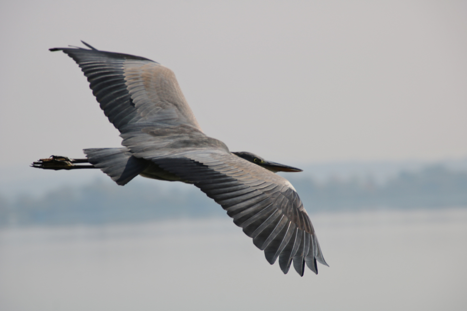 Graureiher im Flug