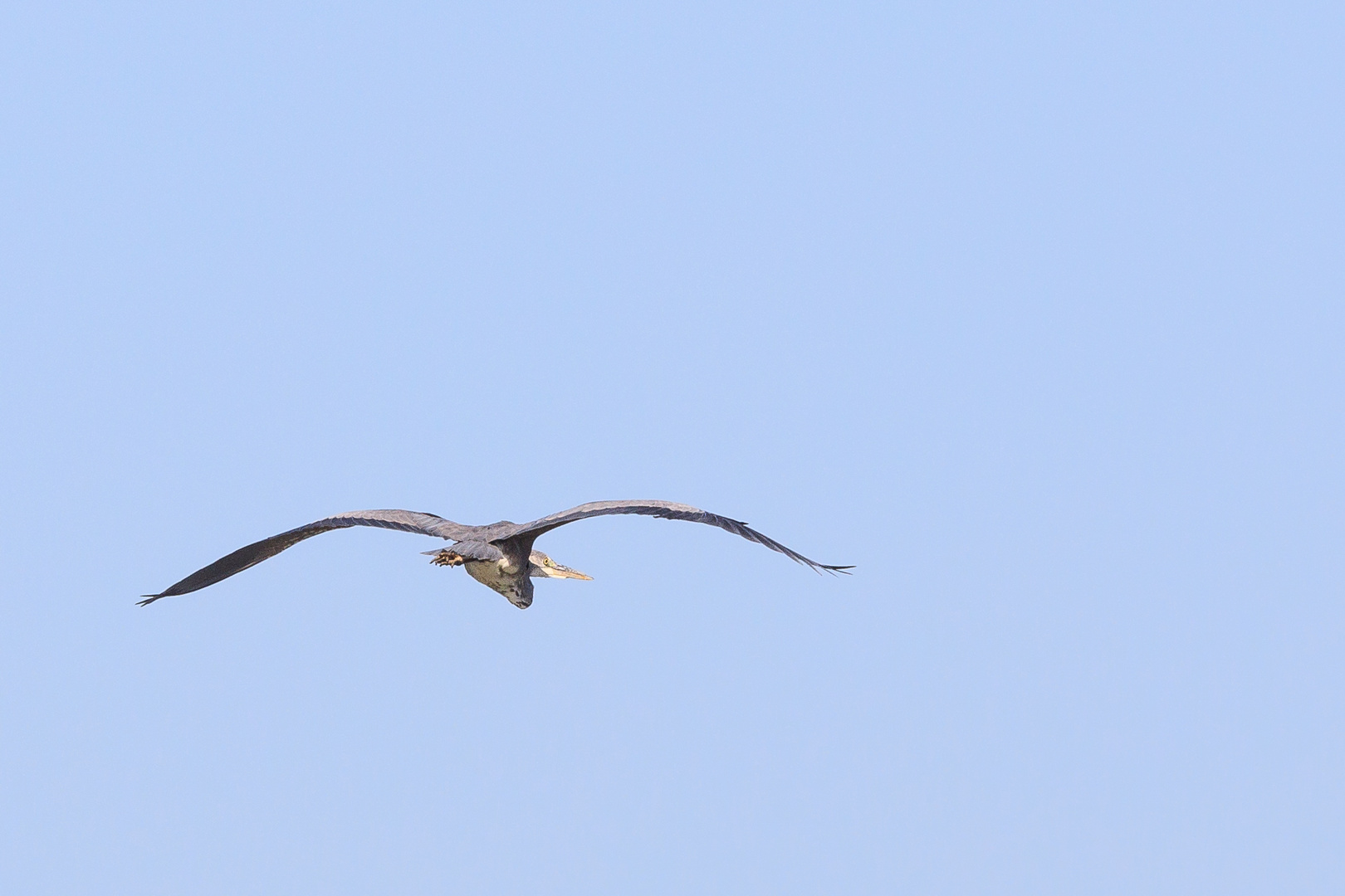 Graureiher im Flug-2265