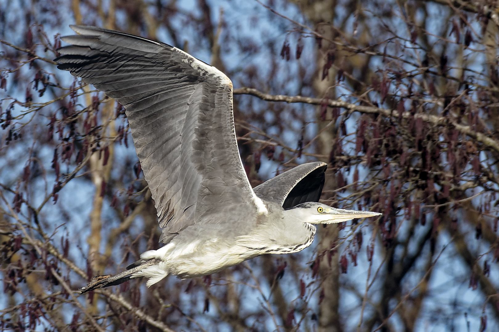 Graureiher im Flug