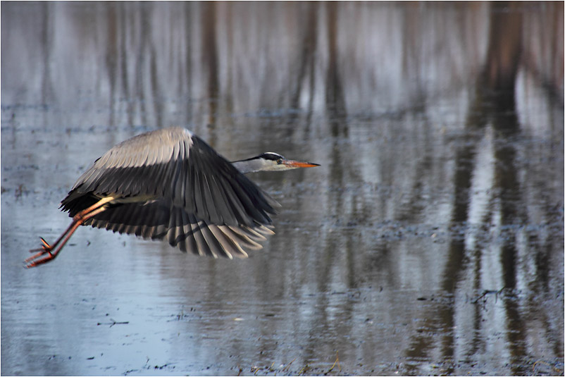 Graureiher im Flug