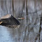 Graureiher im Flug