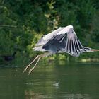 Graureiher im Flug 