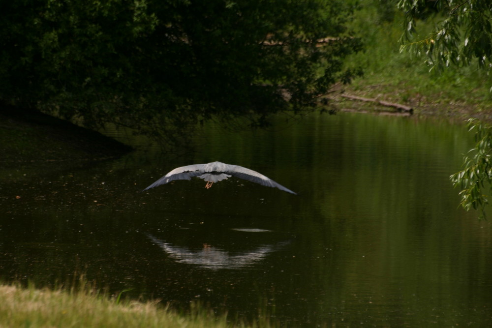 Graureiher im Flug