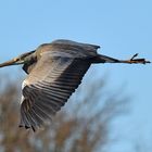 Graureiher im Flug