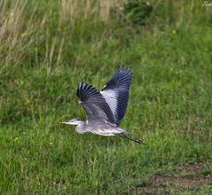 Graureiher im Flug