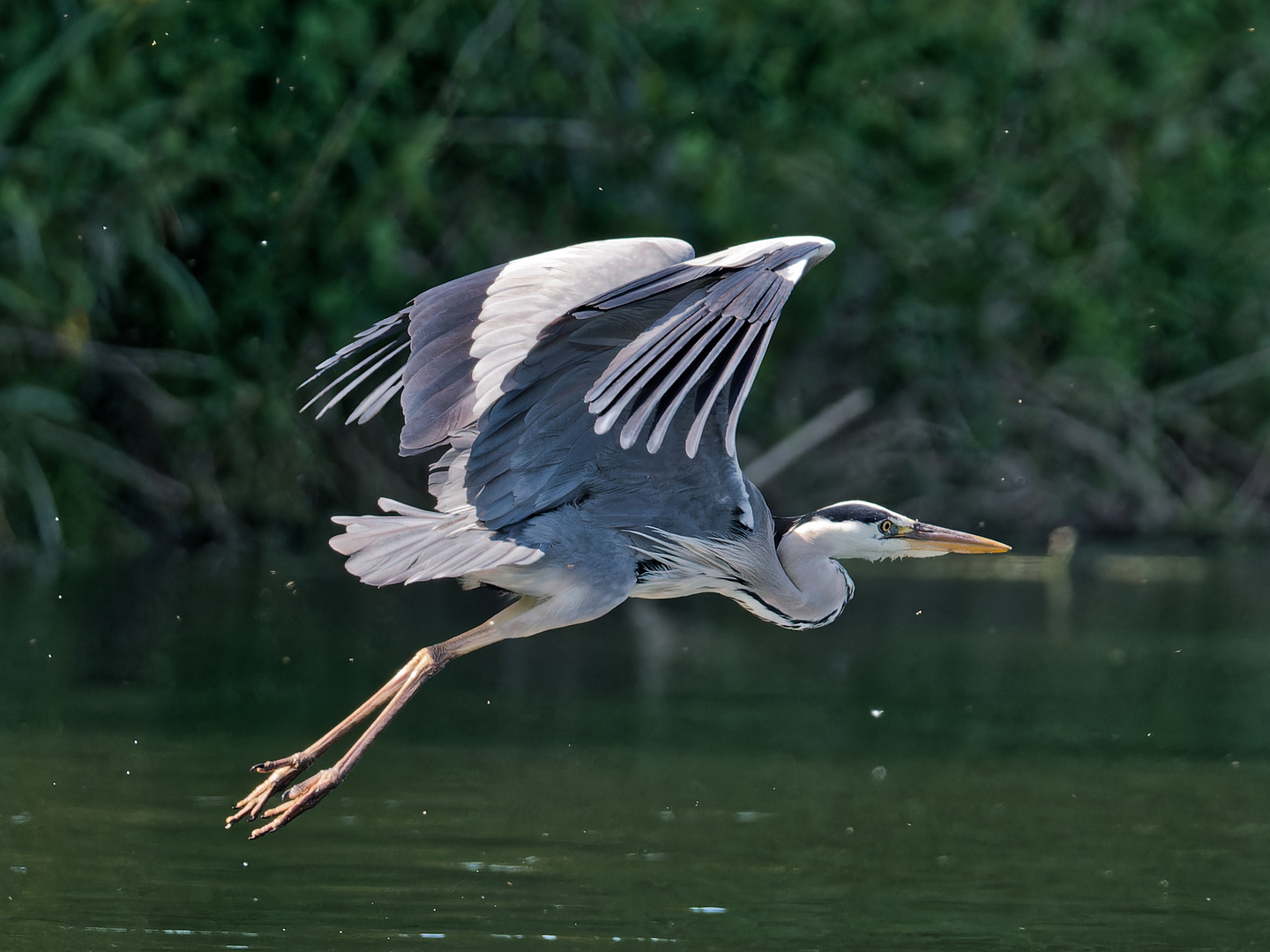 Graureiher im Flug 