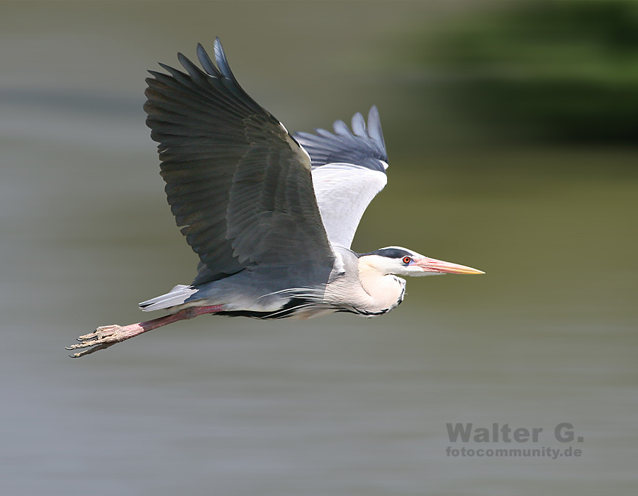 Graureiher im Flug