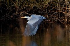 Graureiher im Flug