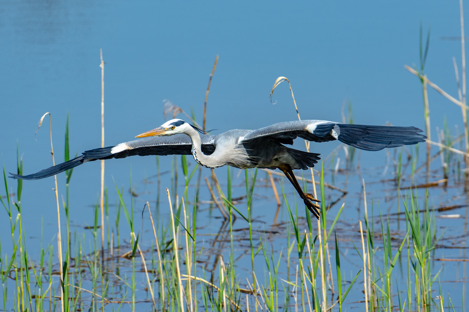 Graureiher im Flug