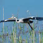 Graureiher im Flug