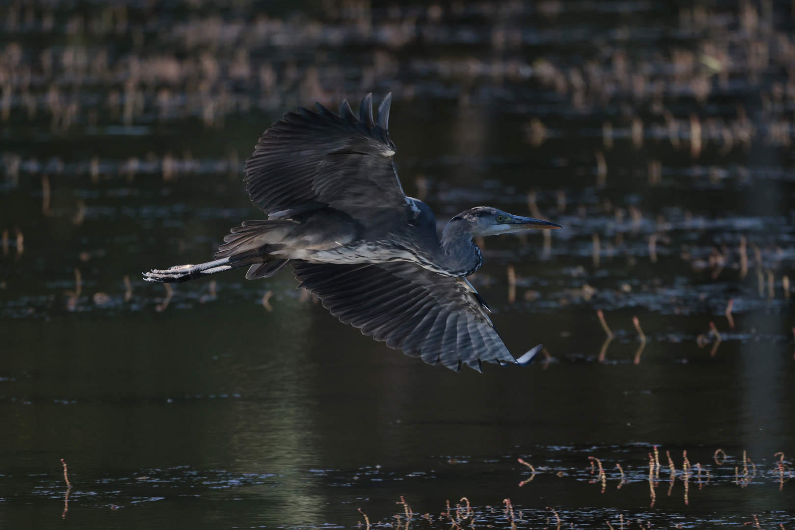 Graureiher im Flug