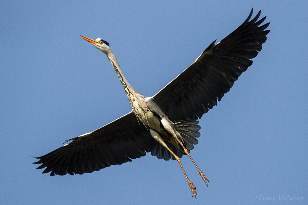 Graureiher im Flug