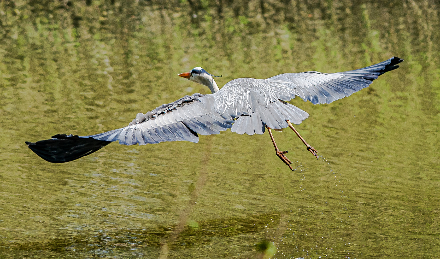 Graureiher im Flug