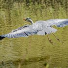 Graureiher im Flug