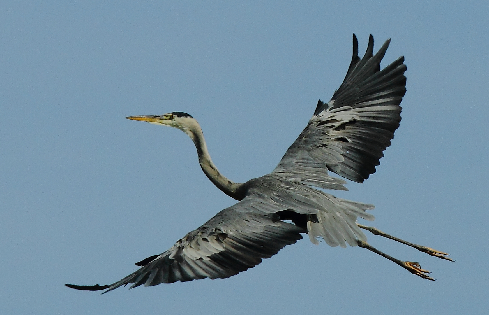 Graureiher im Flug