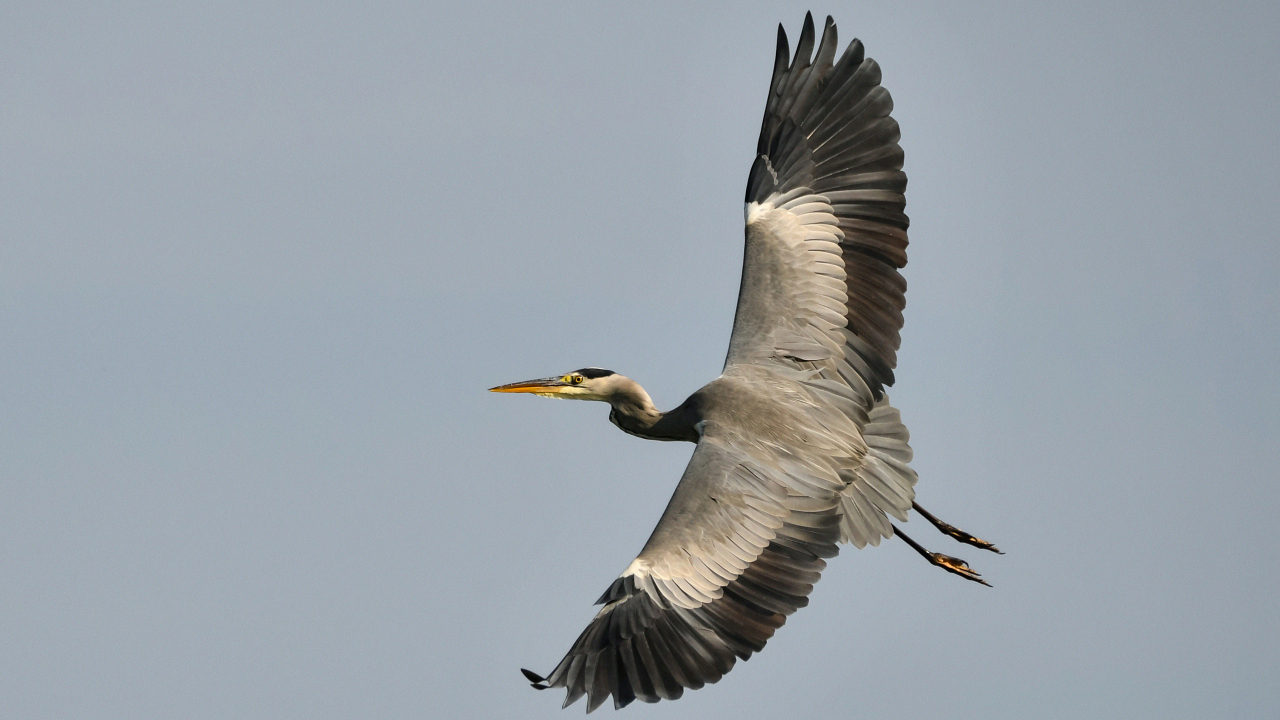 Graureiher im Flug