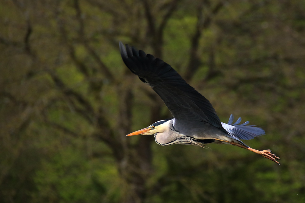 Graureiher im Flug