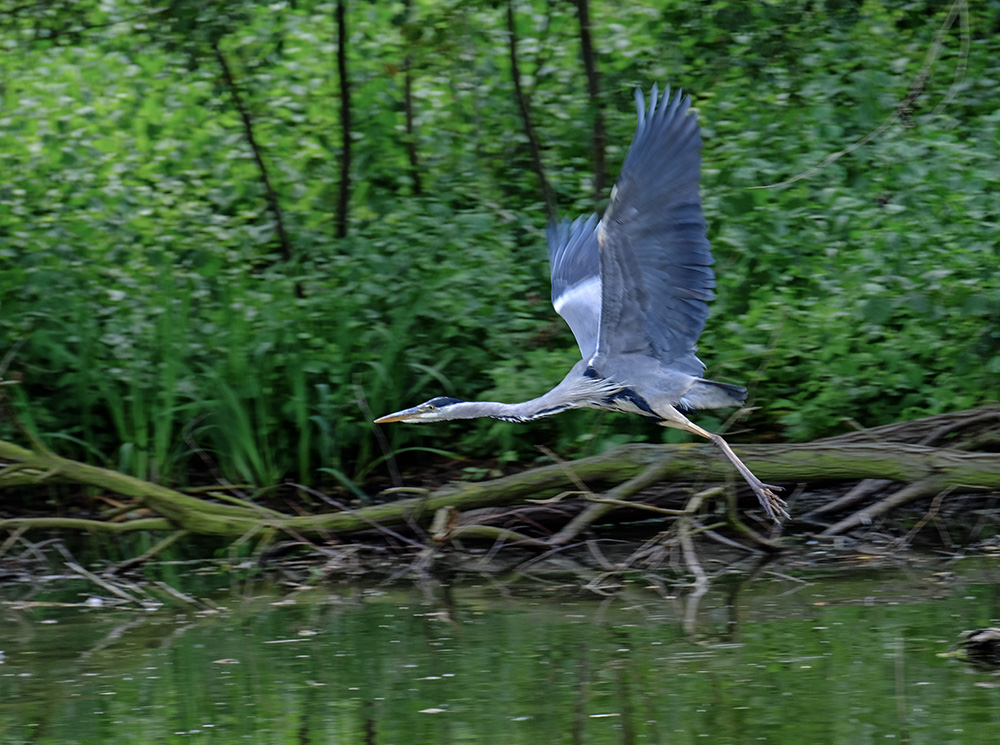 Graureiher im Flug