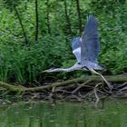 Graureiher im Flug