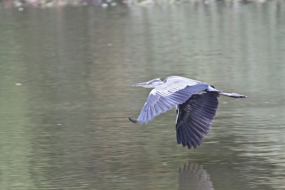 Graureiher im Flug von Chakzilla 