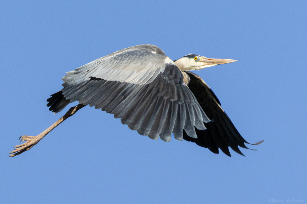 Graureiher im Flug