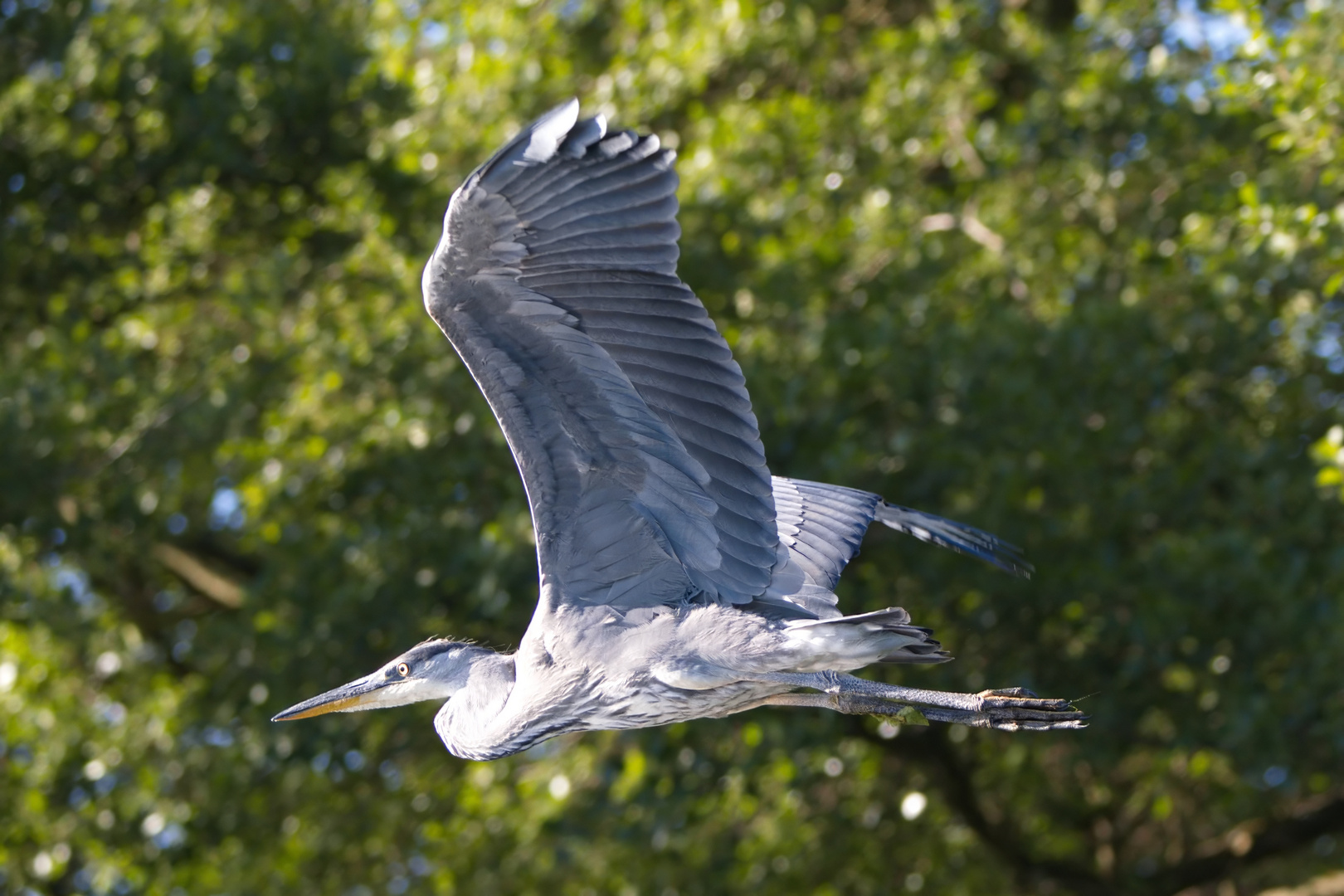 Graureiher im Flug